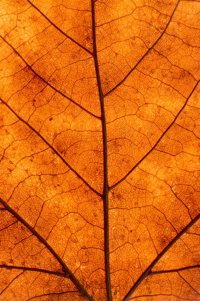 istock Texture of a dead leaf in autumn 623759638