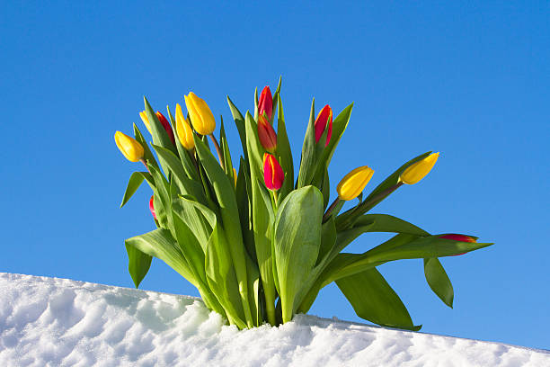 tulipanes en la nieve  - heart shape snow ice leaf fotografías e imágenes de stock