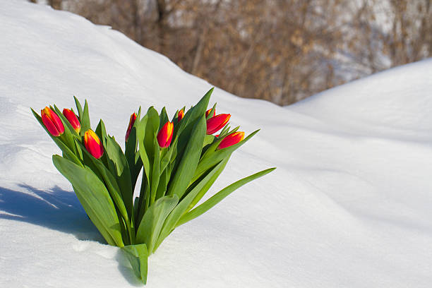 tulipes dans la neige  - heart shape snow ice leaf photos et images de collection