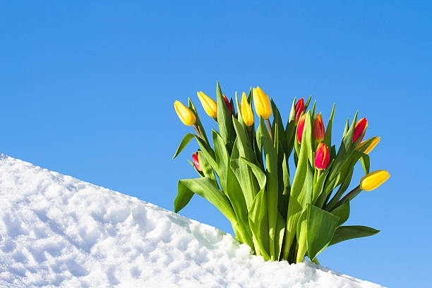 tulipanes en la nieve  - heart shape snow ice leaf fotografías e imágenes de stock