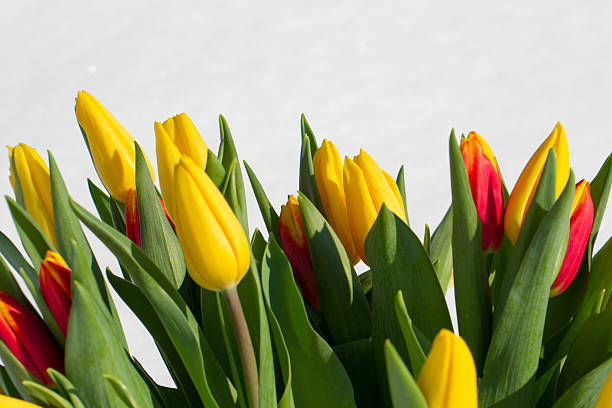 tulipes dans la neige  - heart shape snow ice leaf photos et images de collection