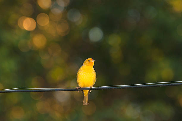 istock Yellow bird on a wire and a blurred background 623760666