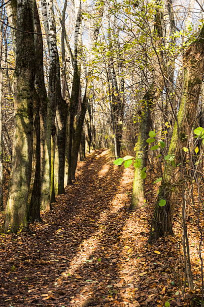 istock The autumn sun lit Park alley 623763634