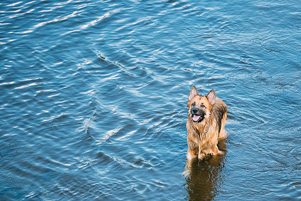 The Bathing Wallowing In Blue Water Of River Lake Alsatian Wolf Dog Long-Haired Wet Black And Red And Tongue. Deutscher, German Shepherd Dog. Copy Space