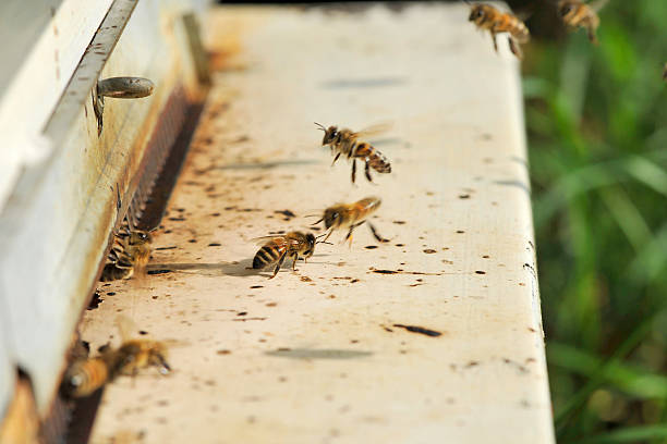 istock Bees in front of the beehive 623764948