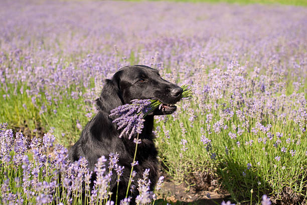 ラベンダーの花の紫色の花束を保持している黒い犬 ストックフォト