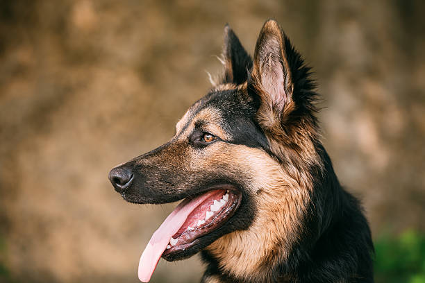 istock Portrait Of Medium Size Long-Haired Mongrel Black And Red Dog 623765488