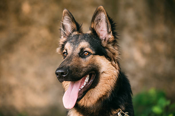 istock Portrait Of Medium Size Long-Haired Mongrel Black And Red Dog 623765544