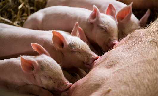 Piglets feeding from mother pig