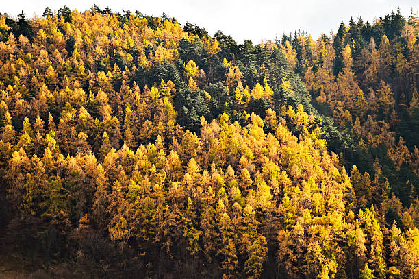 istock Larch trees and pine trees in autumn season 623770892