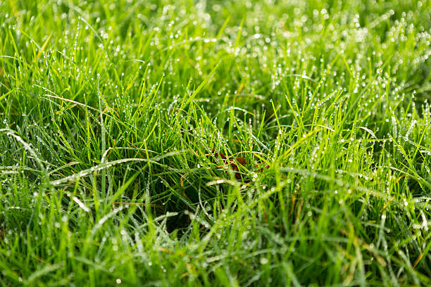 Close up of glistening dew covered grass stock photo