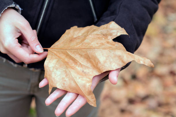 istock Autumn leaves in girl hands 623771366