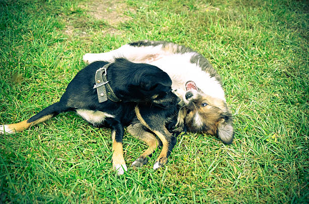 istock Dog and puppy playing in the summer on the grass 623771996