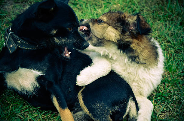 istock Dog and puppy playing in the summer on the grass 623772028