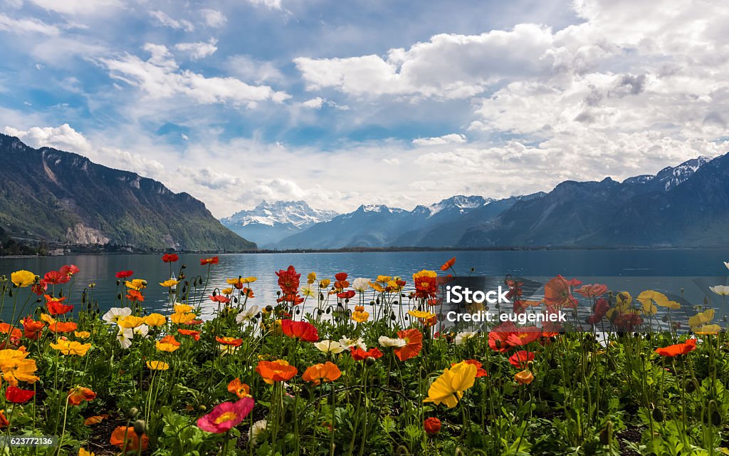 Beautiful view on the Alps Mountains and Lake Leman View on the mountains and Lake Leman from Montreux embankment. Colourful poppies on the foreground and Ailps Mountains on the background. Sunny day with blue sky and the clouds. Springtime. Switzerland Stock Photo