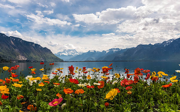 Beautiful view on the Alps Mountains and Lake Leman View on the mountains and Lake Leman from Montreux embankment. Colourful poppies on the foreground and Ailps Mountains on the background. Sunny day with blue sky and the clouds. Springtime. geneva switzerland photos stock pictures, royalty-free photos & images