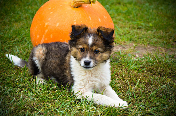 istock Fluffy puppy with pumpkin on a grass 623772286