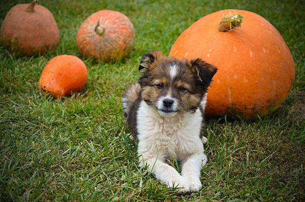 istock Fluffy puppy with pumpkin on a grass 623772362