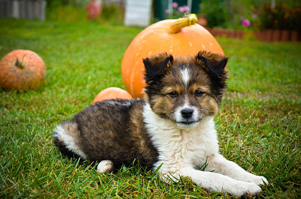 istock Fluffy puppy with pumpkin on a grass 623772920