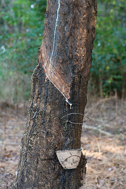 istock Rubber Latex of rubber trees in rubber garden 623773014