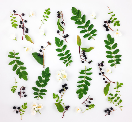 Pattern of leaves, berries and flowers on white. Flat lay
