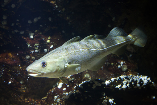 Atlantic cod (Gadus morhua). Marine fish.