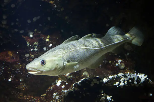 Photo of Atlantic cod (Gadus morhua).