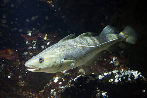 atlantic cod (gadus morhua). - bacalhau imagens e fotografias de stock