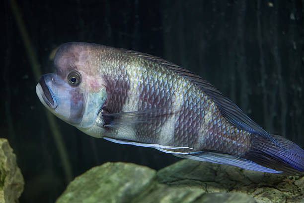 Frontosa (Cyphotilapia frontosa). Frontosa (Cyphotilapia frontosa), also known as the humphead cichlid. cyphotilapia frontosa stock pictures, royalty-free photos & images