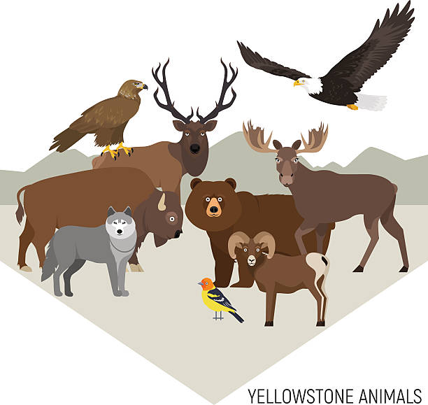 Yellowstone National Park animals grizzly, elk, wolf, eagle, bighorn sheep Yellowstone National Park animals composition with grizzly, moose, elk, bear, wolf, golden eagle, bison, bighorn sheep, bald eagle, western tanager, isolated on transparent background piranga ludoviciana stock illustrations