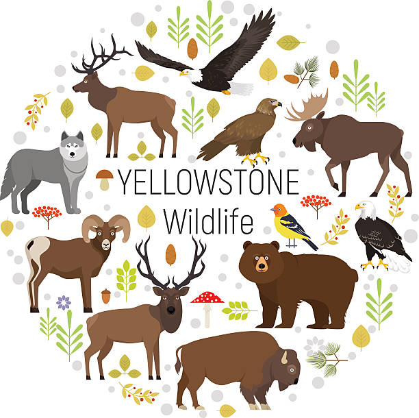 Yellowstone animals moose, elk, bear, wolf, eagle, bison  circle set Circle vector set of plants and Yellowstone National Park animals grizzly, moose, elk, bear, wolf, golden eagle, bison, bighorn sheep, bald eagle, western tanager, isolated on transparent background piranga ludoviciana stock illustrations