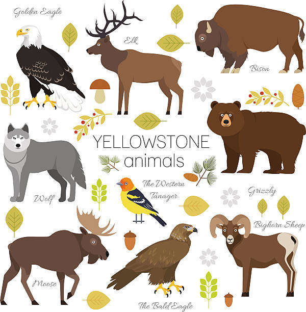 illustrazioni stock, clip art, cartoni animati e icone di tendenza di yellowstone park animali impostare alci, alci, orso, lupo, aquila, bisonte - alce americano