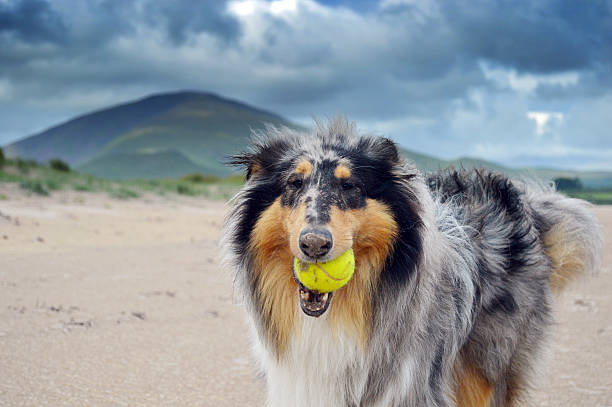 istock Rough collie with ball in mouth 623775076
