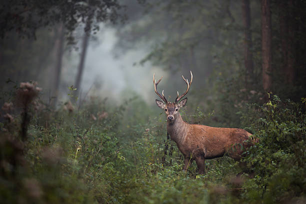 red deer (cervus elaphus) - cervino foto e immagini stock