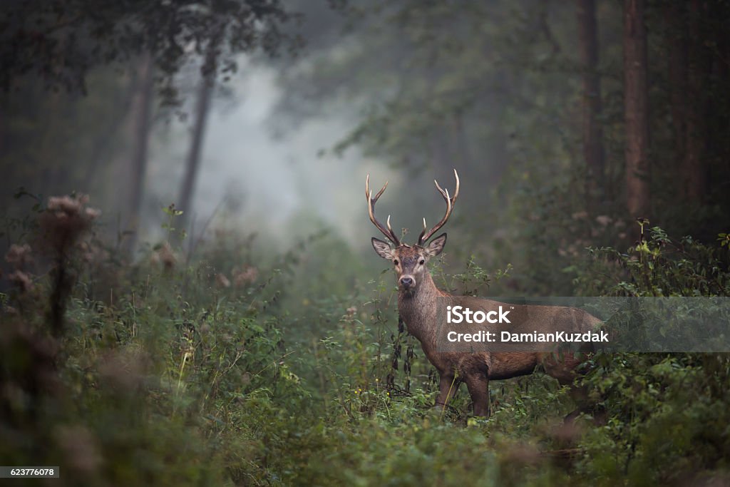 Red Deer(Cervus elaphus) Red Deer  Deer Stock Photo