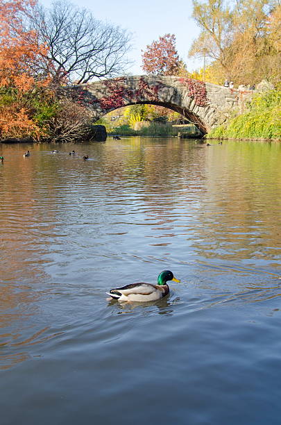 istock Central park autumn scene, New York 623777134