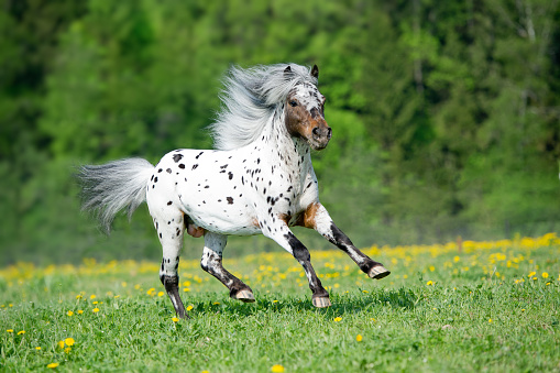 Appaloosa horse runing on the meadow in summer time