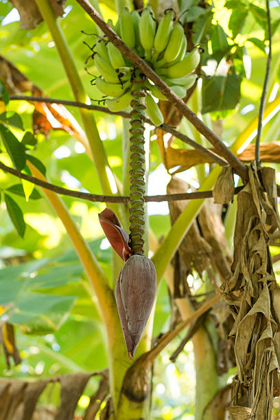 istock Banana Tree With Banana Blossom 623777354