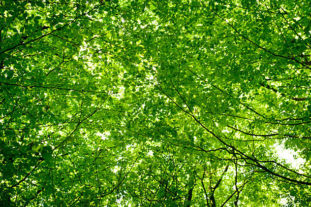 couvert forestier à feuilles vertes - nature sunlight tree illuminated photos et images de collection