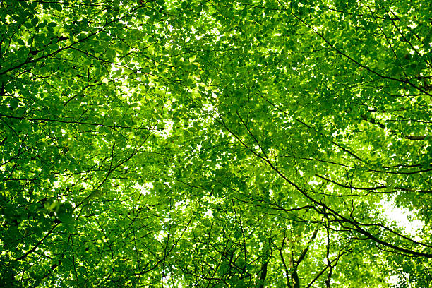 baldacchino di alberi a foglia verde - copertura di alberi foto e immagini stock