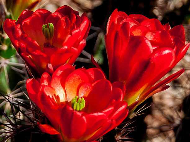 3 blooming arizona hedgehog cactus in spring - cactus hedgehog cactus flower desert imagens e fotografias de stock