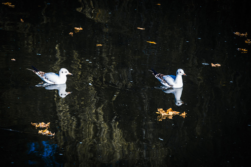 Birds couple swiming in a stream under the bridge in autumn