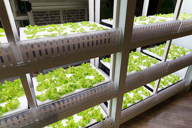 istock Vegetables planted in greenhouse 623780152