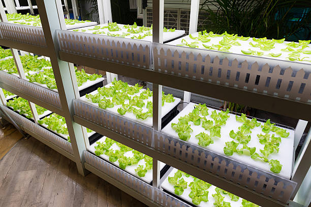 istock Vegetables planted in greenhouse 623780230