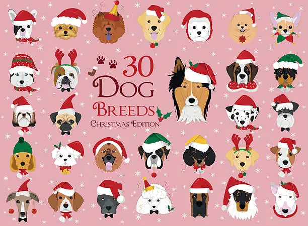 Vector illustration of Set of 30 dog breeds with Christmas and winter themes