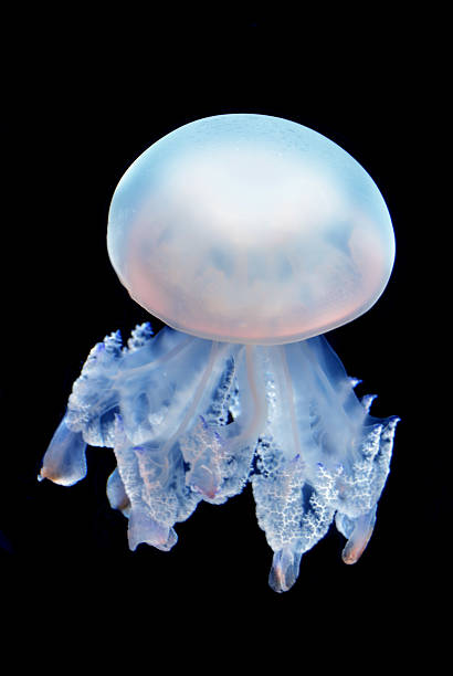 istock Blue jellyfish swimming in the ocean vertical image 623783762
