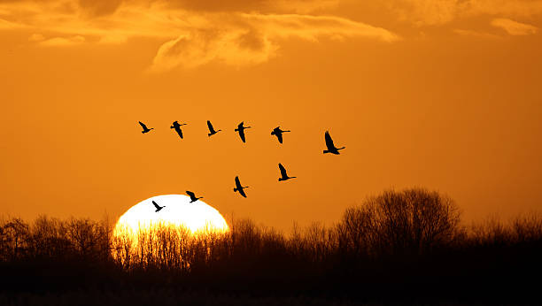 istock Flying birds over background landscape with orange sky 623784082