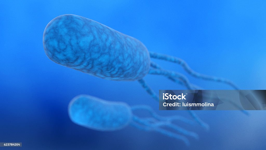 Escherichia Coli (E. Coli.) Bacillus Subtilis Stock Photo