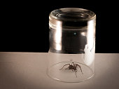 Spider Caught Under Glass