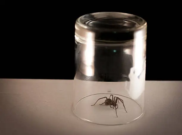 Spider trapped under a glass in a home.